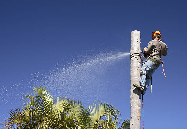 Best Tree Risk Assessment  in Walls, MS