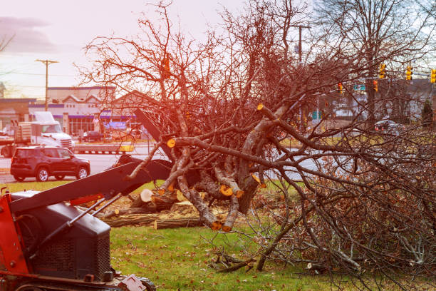 How Our Tree Care Process Works  in  Walls, MS