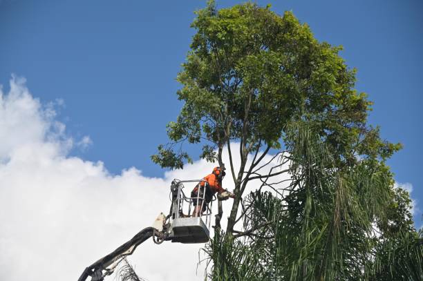 Best Arborist Consultation Services  in Walls, MS